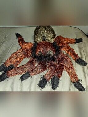 Folkmanis Tarantula Hand Puppet Hairy Spider Plush Large Scary Creepy 18" Large